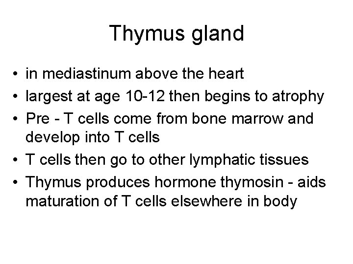 Thymus gland • in mediastinum above the heart • largest at age 10 -12 Thymus gland • in mediastinum above the heart • largest at age 10 -12