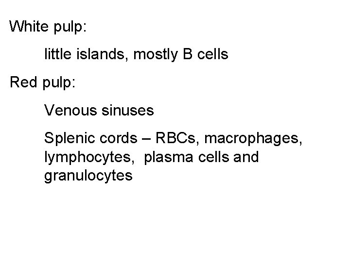 White pulp: little islands, mostly B cells Red pulp: Venous sinuses Splenic cords –