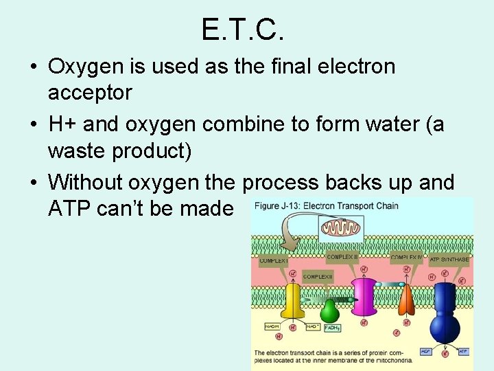 E. T. C. • Oxygen is used as the final electron acceptor • H+