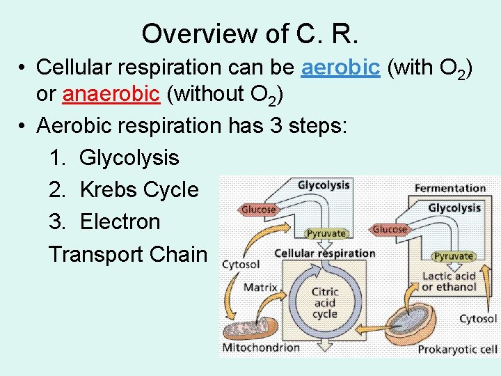 Overview of C. R. • Cellular respiration can be aerobic (with O 2) or