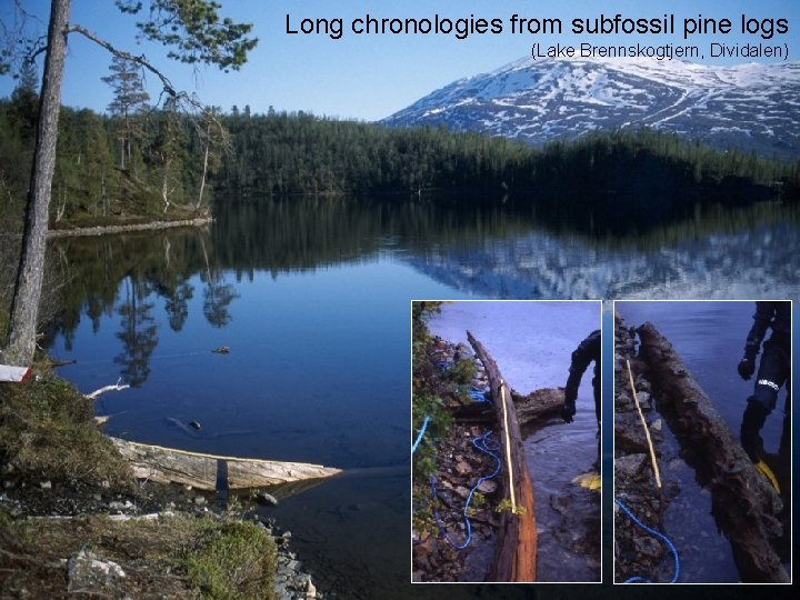 Long chronologies from subfossil pine logs (Lake Brennskogtjern, Dividalen) 