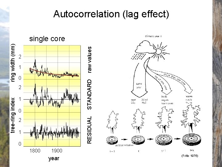 Autocorrelation (lag effect) raw values 2 1 0 STANDARD ring width (mm) single core