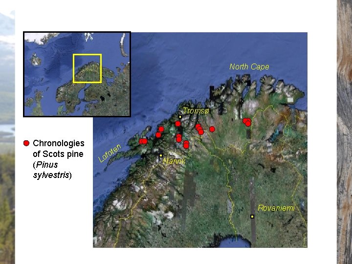 North Cape Tromsø Chronologies of Scots pine (Pinus sylvestris) n e t fo Lo