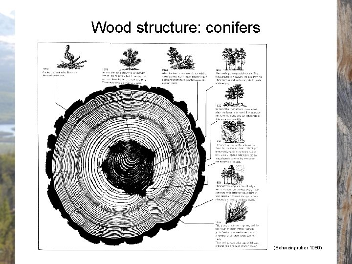 Wood structure: conifers (Schweingruber 1989) 