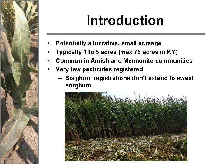 Introduction • • Potentially a lucrative, small acreage crop Typically 1 to 5 acres