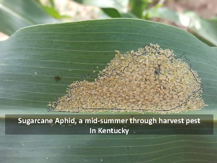 Sugarcane Aphid, a mid-summer through harvest pest In Kentucky 