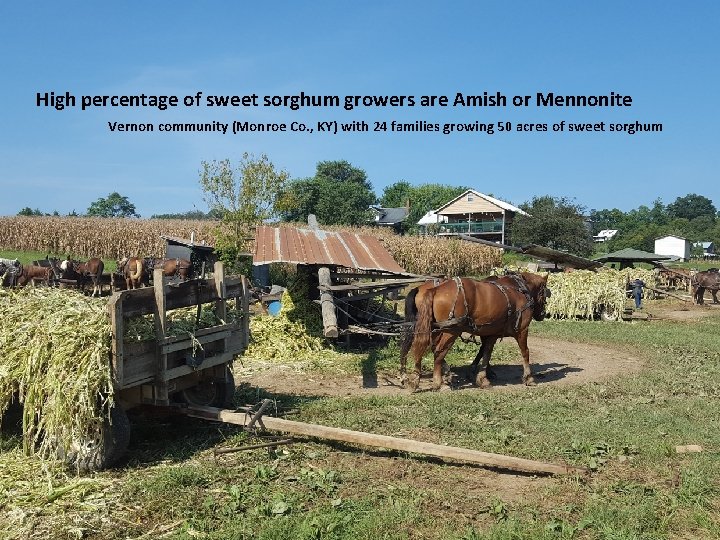 High percentage of sweet sorghum growers are Amish or Mennonite Vernon community (Monroe Co.