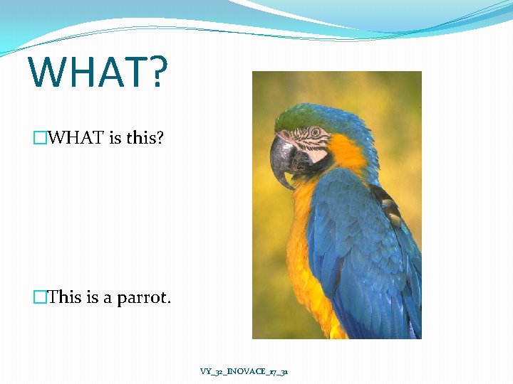 WHAT? �WHAT is this? �This is a parrot. VY_32_INOVACE_17_31 