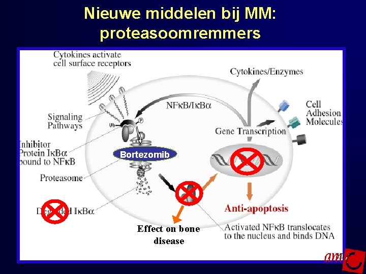 Nieuwe middelen bij MM: proteasoomremmers Bortezomib Effect on bone disease 10 