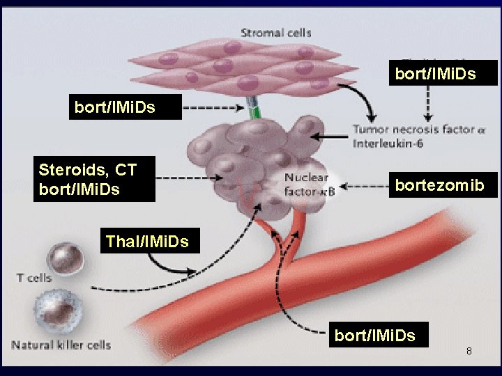 bort/IMi. Ds Steroids, CT bort/IMi. Ds bortezomib Thal/IMi. Ds bort/IMi. Ds 8 