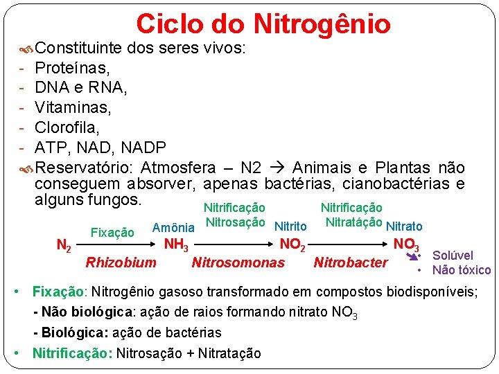 Ciclo do Nitrogênio Constituinte dos seres vivos: - Proteínas, - DNA e RNA, -