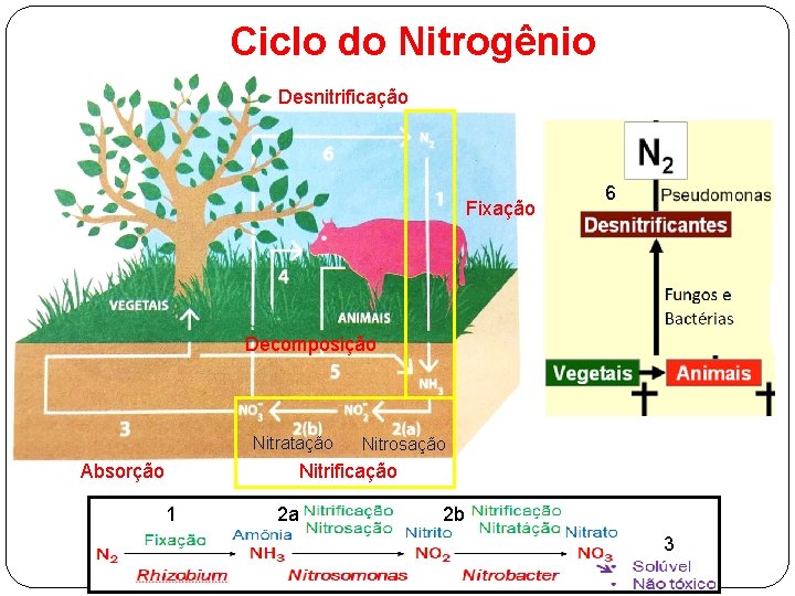 Ciclo do Nitrogênio Desnitrificação Fixação 6 Decomposição Nitratação Absorção Nitrosação Nitrificação 1 2 a