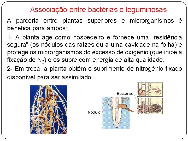 Associação entre bactérias e leguminosas A parceria entre plantas superiores e microrganismos é benéfica