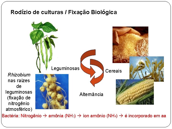 Rodízio de culturas / Fixação Biológica Leguminosas Rhizobium nas raízes de leguminosas (fixação de