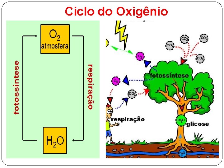 Ciclo do Oxigênio 