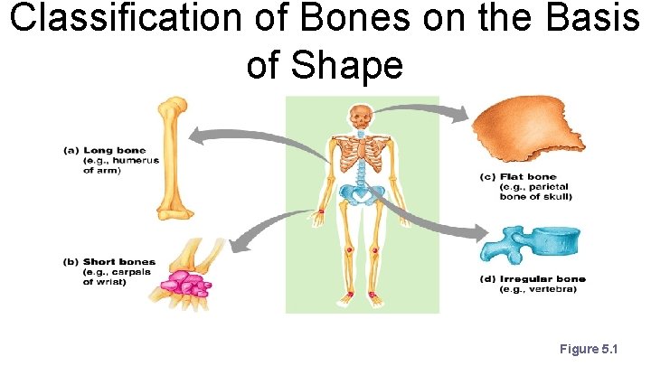 Classification of Bones on the Basis of Shape Figure 5. 1 