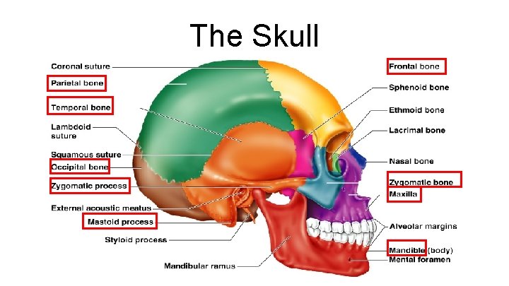 The Skull 