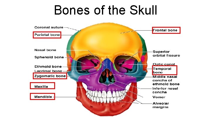 Bones of the Skull 