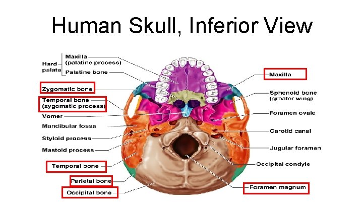 Human Skull, Inferior View 