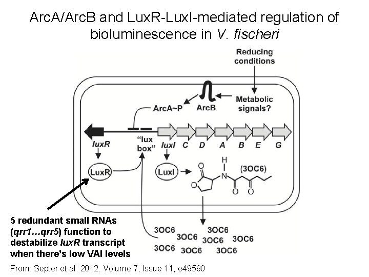 Arc. A/Arc. B and Lux. R-Lux. I-mediated regulation of bioluminescence in V. fischeri 5