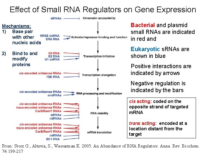 Effect of Small RNA Regulators on Gene Expression Mechanisms: 1) Base pair with other