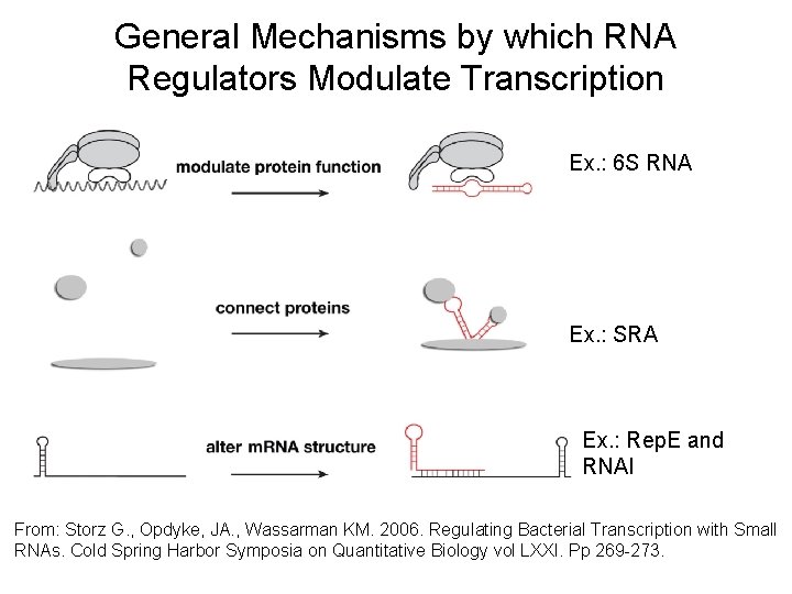 General Mechanisms by which RNA Regulators Modulate Transcription Ex. : 6 S RNA Ex.