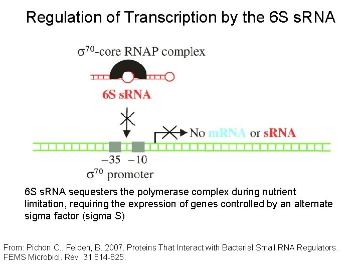 Regulation of Transcription by the 6 S s. RNA sequesters the polymerase complex during