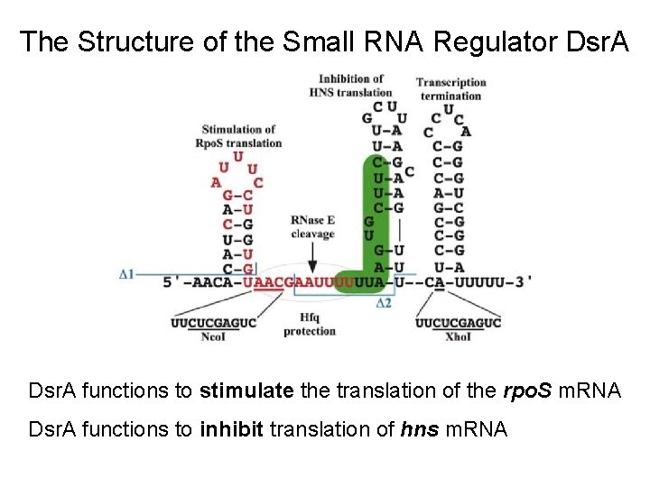 The Structure of the Small RNA Regulator Dsr. A functions to stimulate the translation