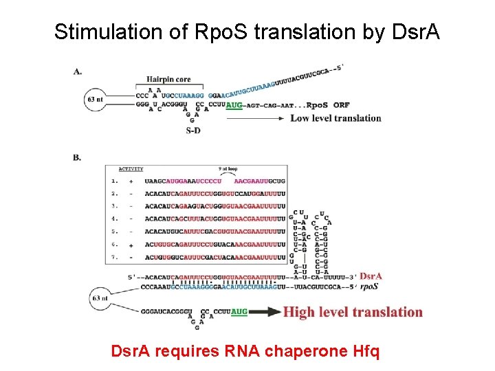 Stimulation of Rpo. S translation by Dsr. A requires RNA chaperone Hfq 