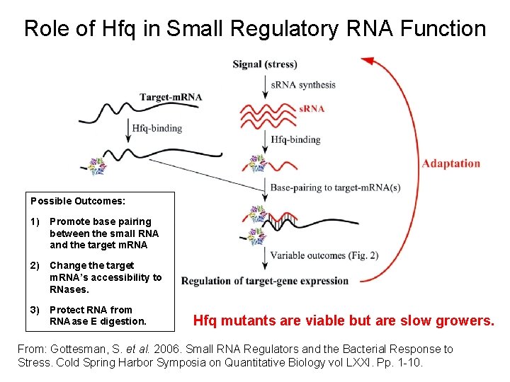Role of Hfq in Small Regulatory RNA Function Possible Outcomes: 1) Promote base pairing