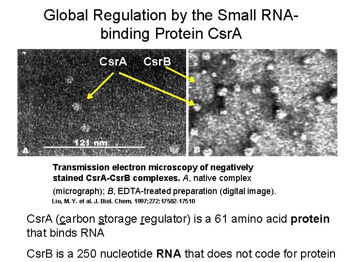 Global Regulation by the Small RNAbinding Protein Csr. A Csr. B Transmission electron microscopy