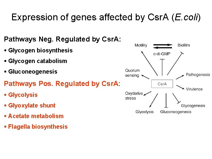 Expression of genes affected by Csr. A (E. coli) Pathways Neg. Regulated by Csr.