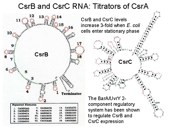 Csr. B and Csr. C RNA: Titrators of Csr. A Csr. B and Csr.
