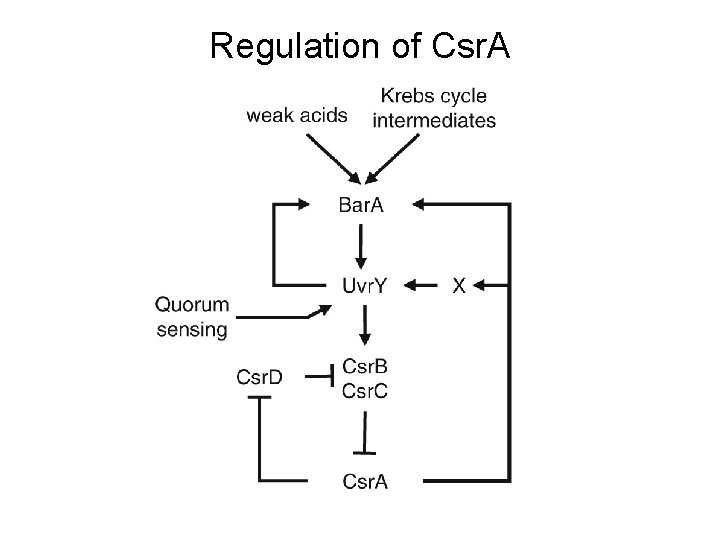 Regulation of Csr. A 