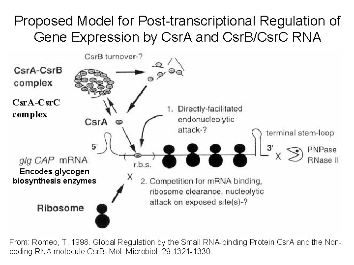 Proposed Model for Post-transcriptional Regulation of Gene Expression by Csr. A and Csr. B/Csr.