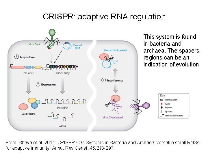CRISPR: adaptive RNA regulation This system is found in bacteria and archaea. The spacers