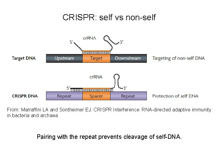 CRISPR: self vs non-self From: Marraffini LA and Sontheimer EJ. CRISPR Interference: RNA-directed adaptive