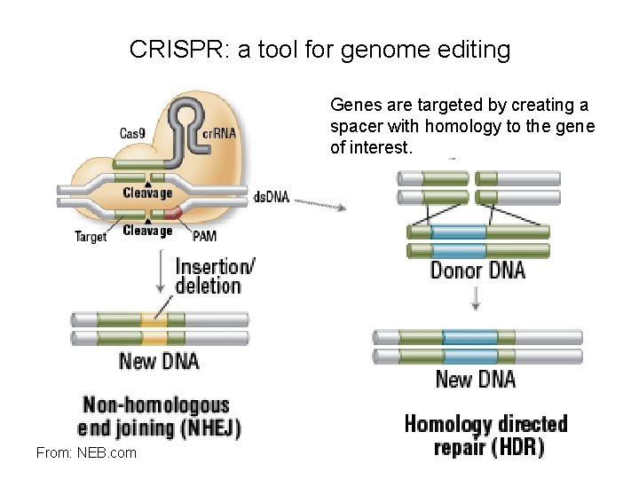 CRISPR: a tool for genome editing Genes are targeted by creating a spacer with