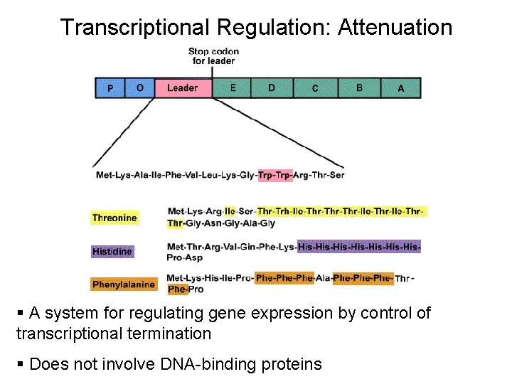 Transcriptional Regulation: Attenuation § A system for regulating gene expression by control of transcriptional
