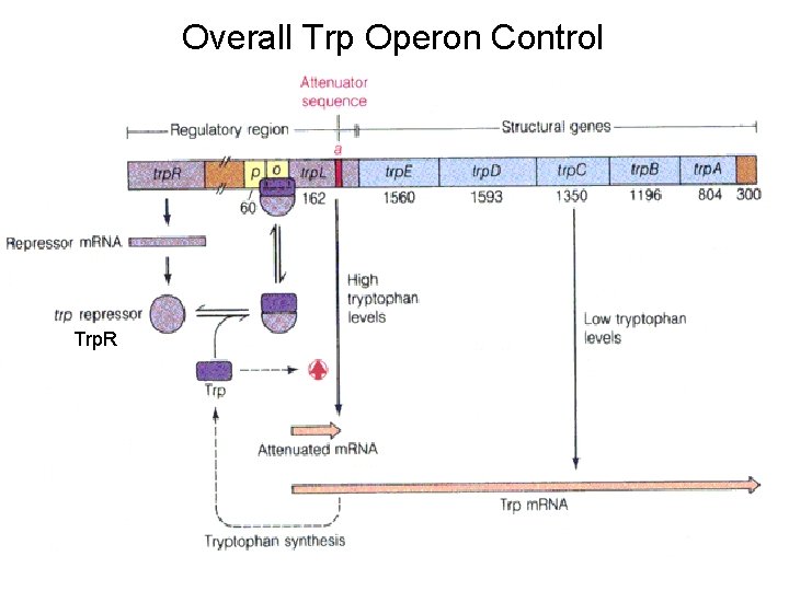 Overall Trp Operon Control Trp. R 