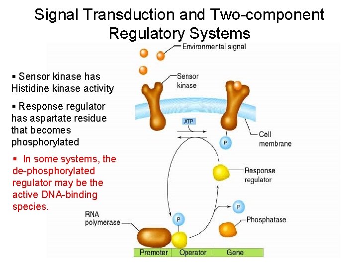 Signal Transduction and Two-component Regulatory Systems § Sensor kinase has Histidine kinase activity §
