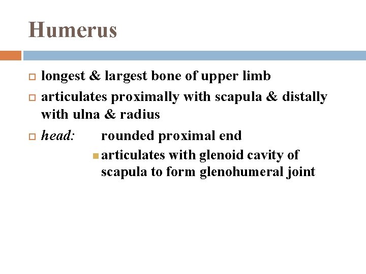 Humerus longest & largest bone of upper limb articulates proximally with scapula & distally