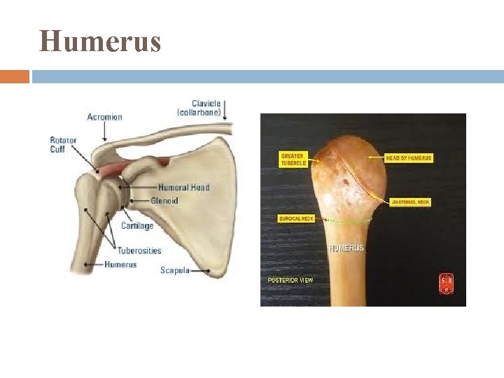 Humerus 