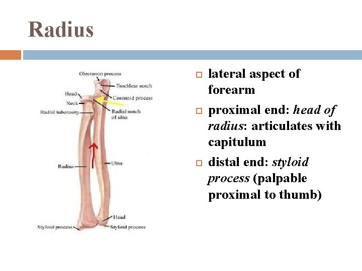 Radius lateral aspect of forearm proximal end: head of radius: articulates with capitulum distal
