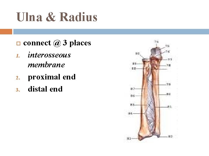 Ulna & Radius 1. 2. 3. connect @ 3 places interosseous membrane proximal end