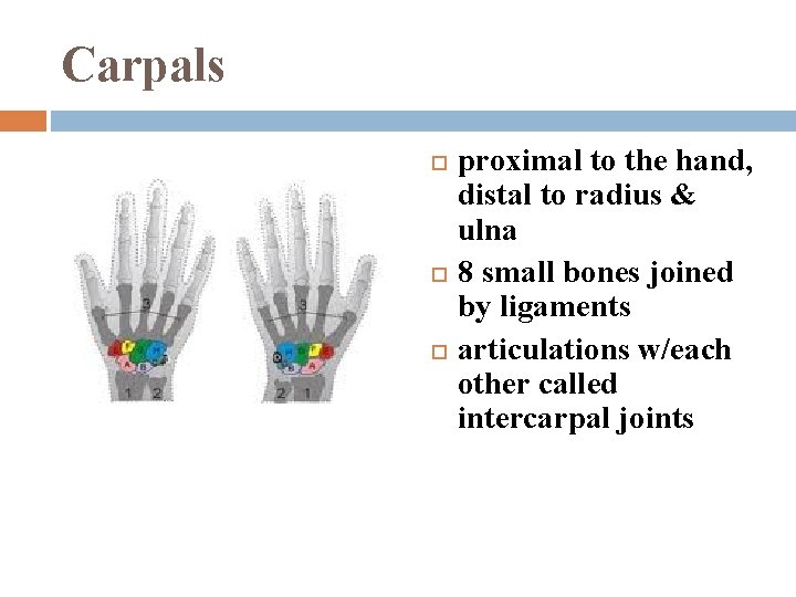 Carpals proximal to the hand, distal to radius & ulna 8 small bones joined