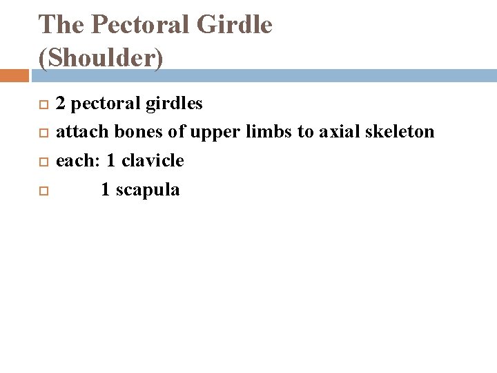 The Pectoral Girdle (Shoulder) 2 pectoral girdles attach bones of upper limbs to axial