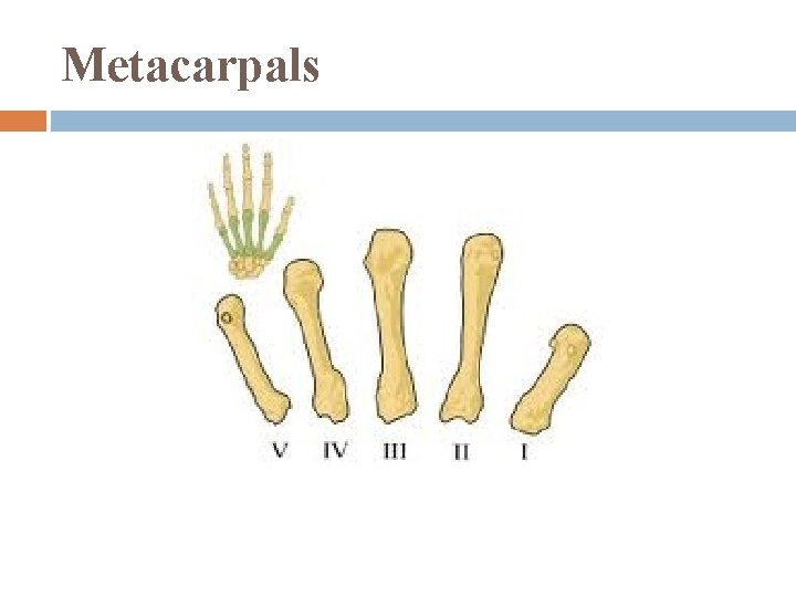 Metacarpals 