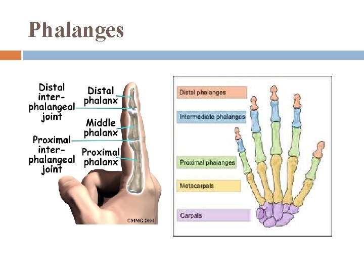 Phalanges 