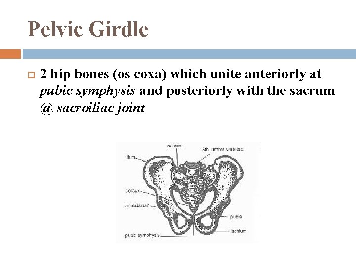 Pelvic Girdle 2 hip bones (os coxa) which unite anteriorly at pubic symphysis and